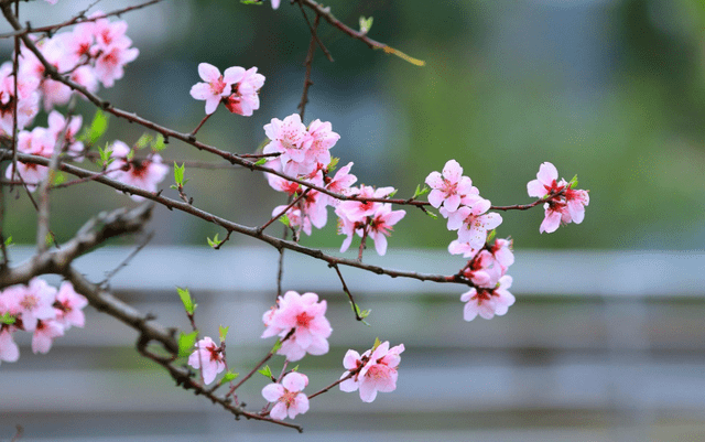 窃玉生香花缘，文化与情感的交织之旅在线阅读